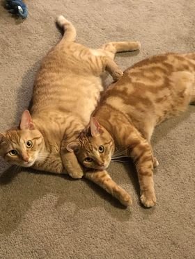 ZZ "LUKE AND LEIA" COURTESY LISTING - Domestic Short Hair / Tabby available for adoption