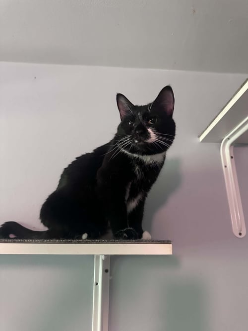 CONNIE - Tuxedo / Domestic Short Hair available for adoption