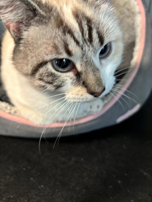 TALIA - Siamese / Calico available for adoption