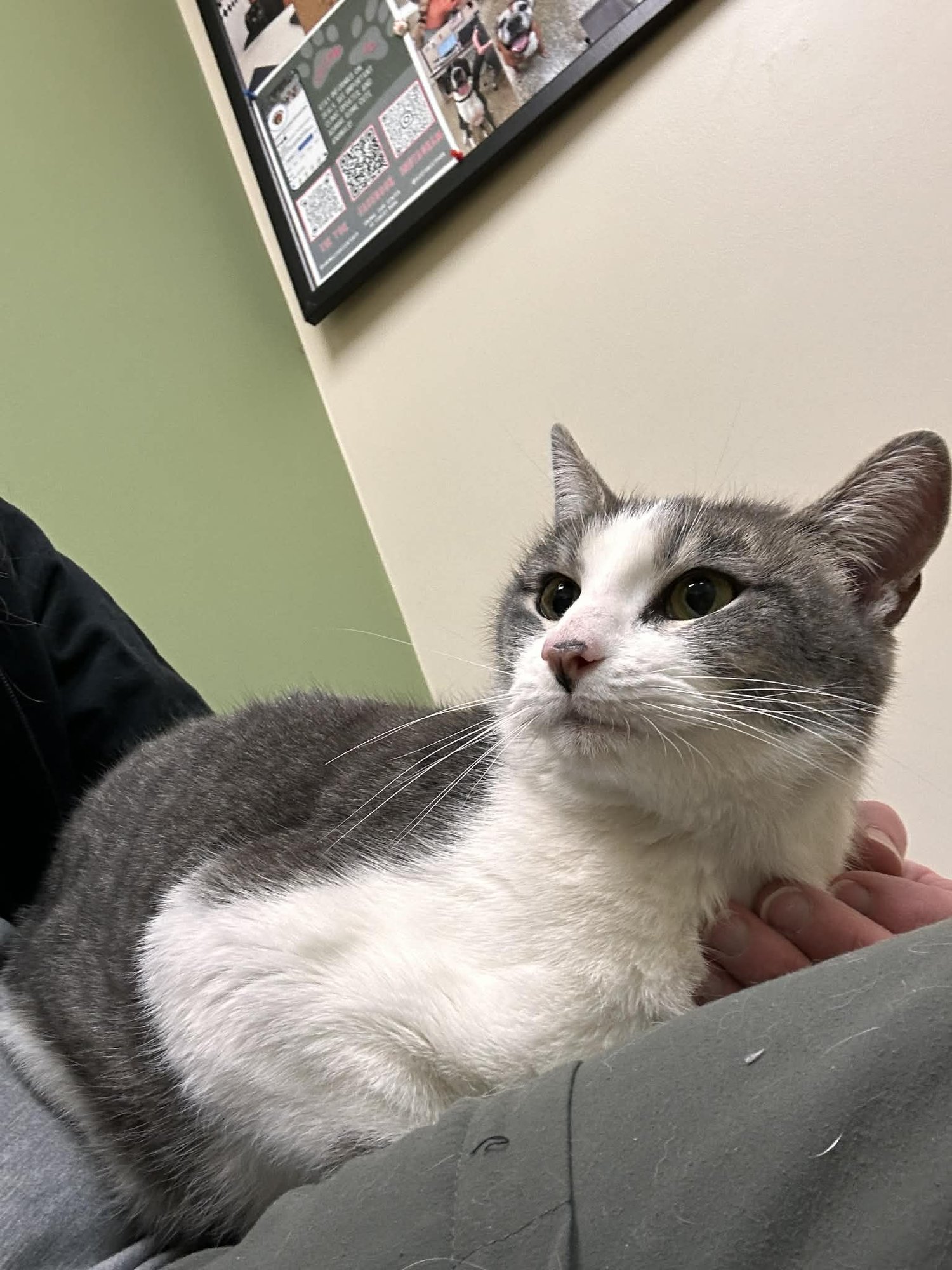 LORRAINE - Domestic Short Hair available for adoption