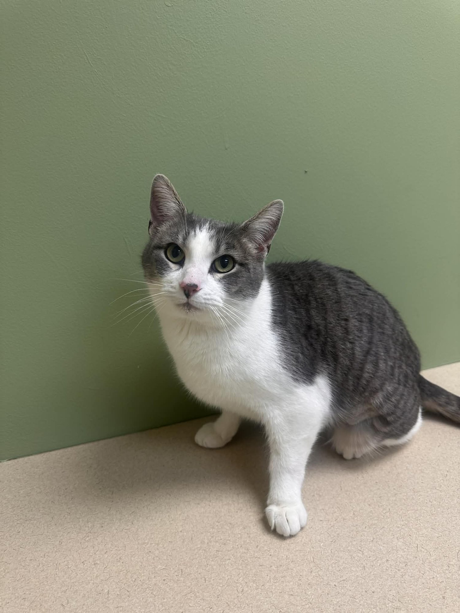 LORRAINE - Domestic Short Hair available for adoption