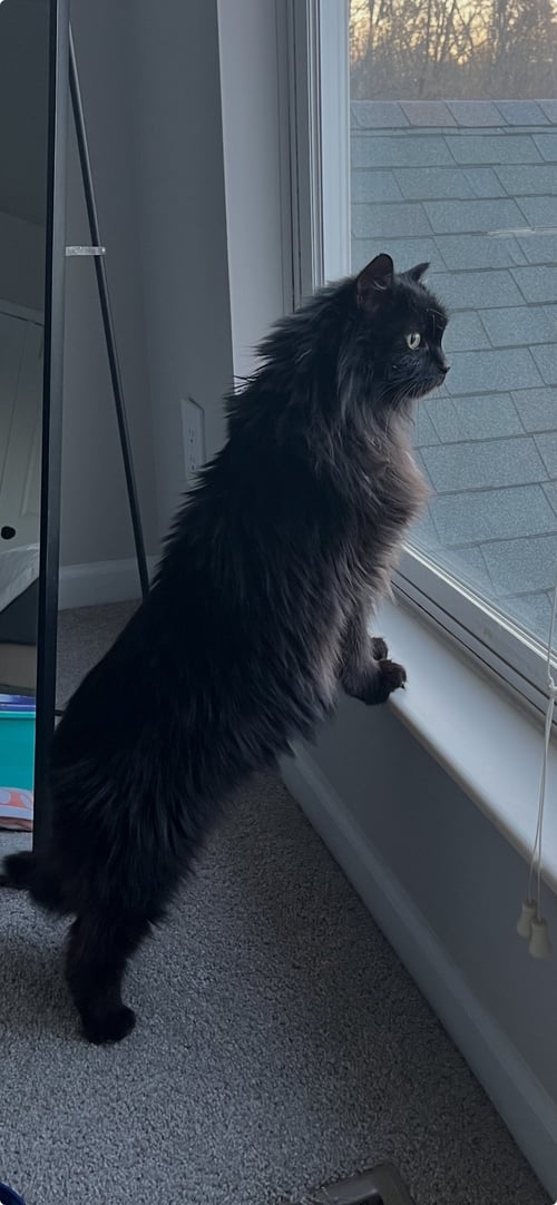 ZZ "ROXIE" COURTESY LISTING - Domestic Medium Hair available for adoption