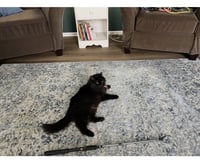 zz "Roxie" courtesy listing - Photo 2