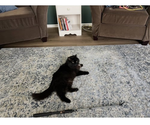 ZZ "ROXIE" COURTESY LISTING - Domestic Medium Hair available for adoption