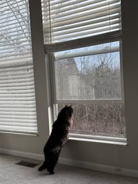 zz "Roxie" courtesy listing - Photo 3