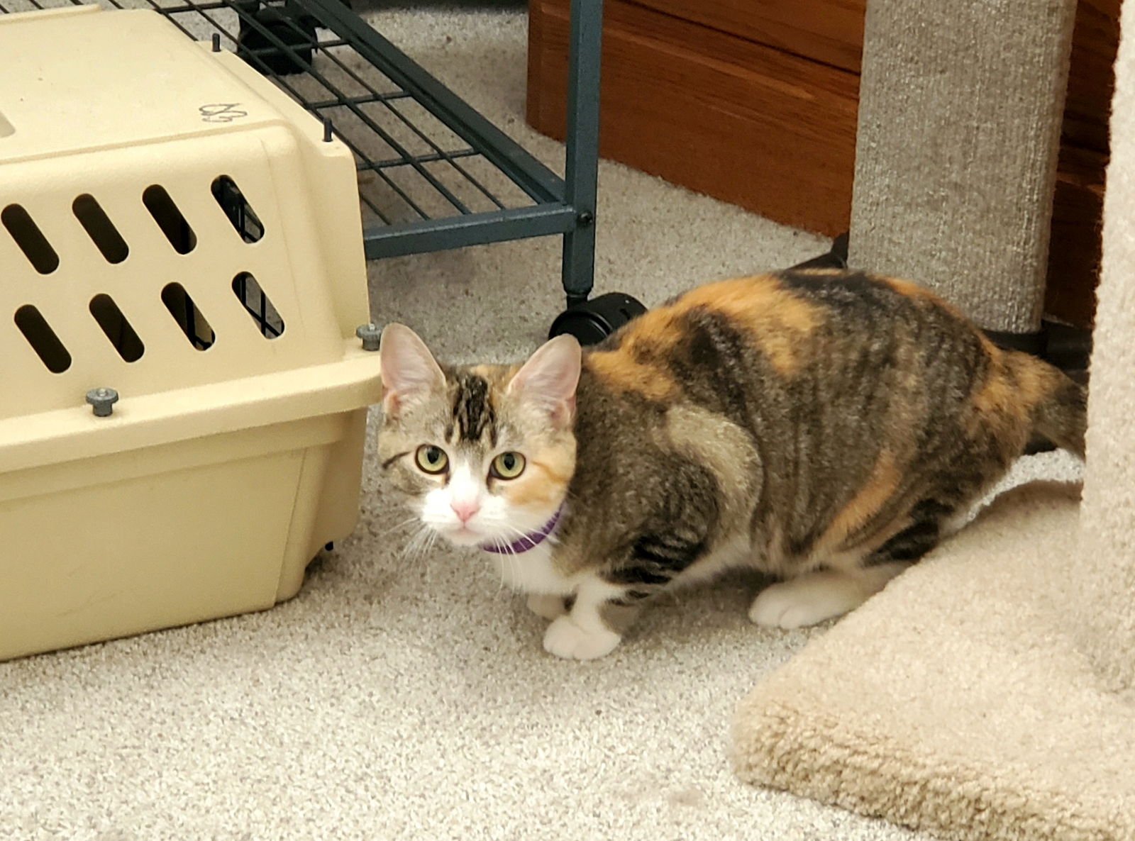 REBECCA - Calico / Domestic Short Hair available for adoption