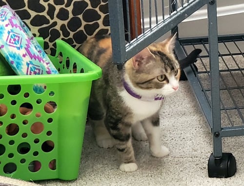 REBECCA - Calico / Domestic Short Hair available for adoption