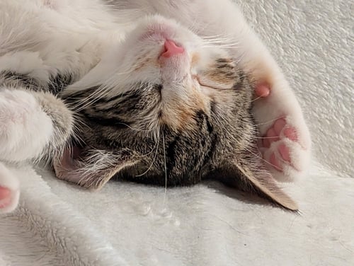 LIBBY - Bobtail / Calico available for adoption