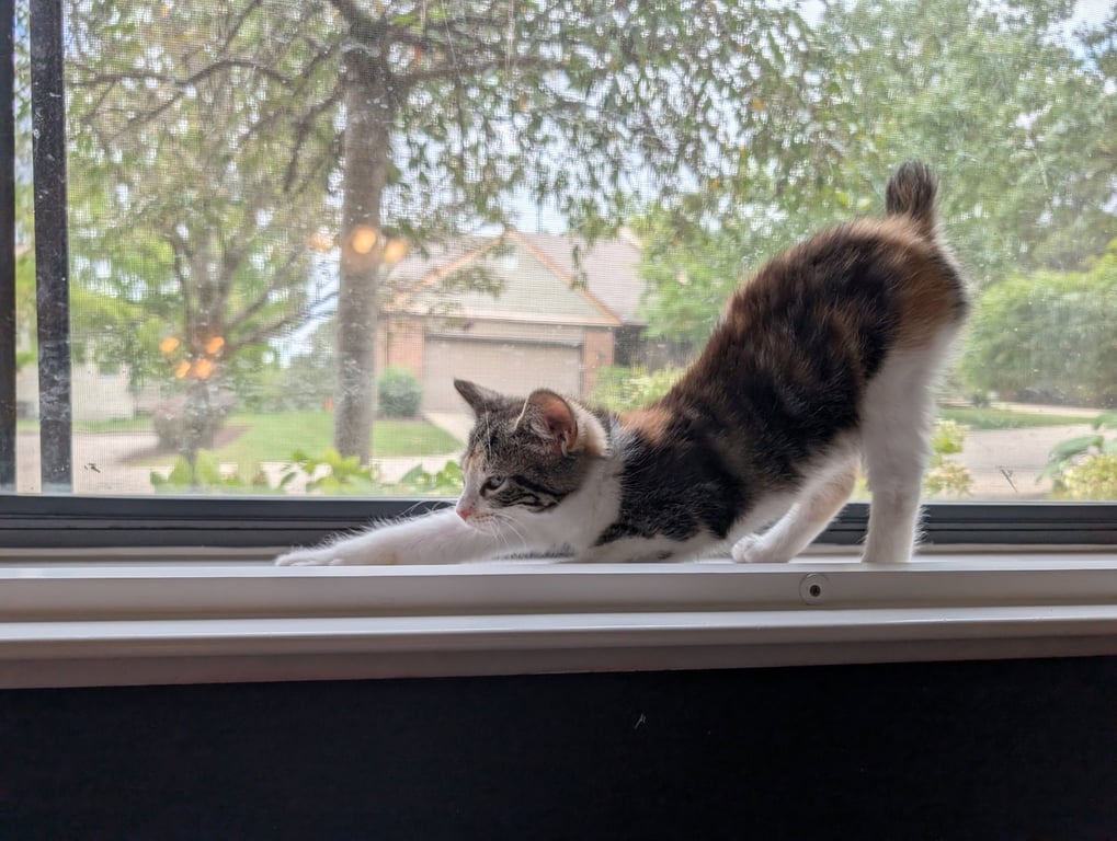 Libby Image