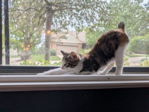 LIBBY - Bobtail / Calico available for adoption