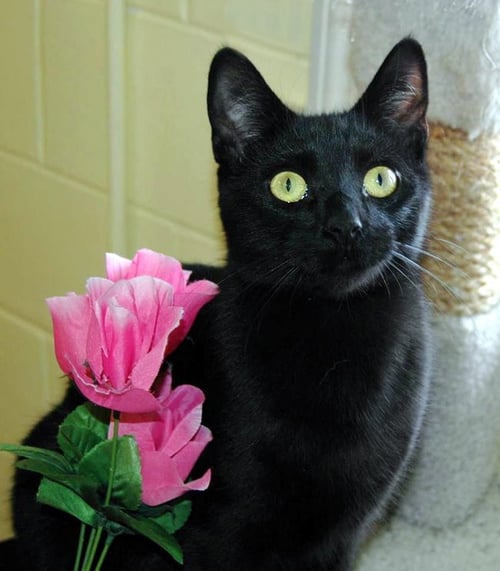 ZORA - Domestic Short Hair for adoption in Cincinnati