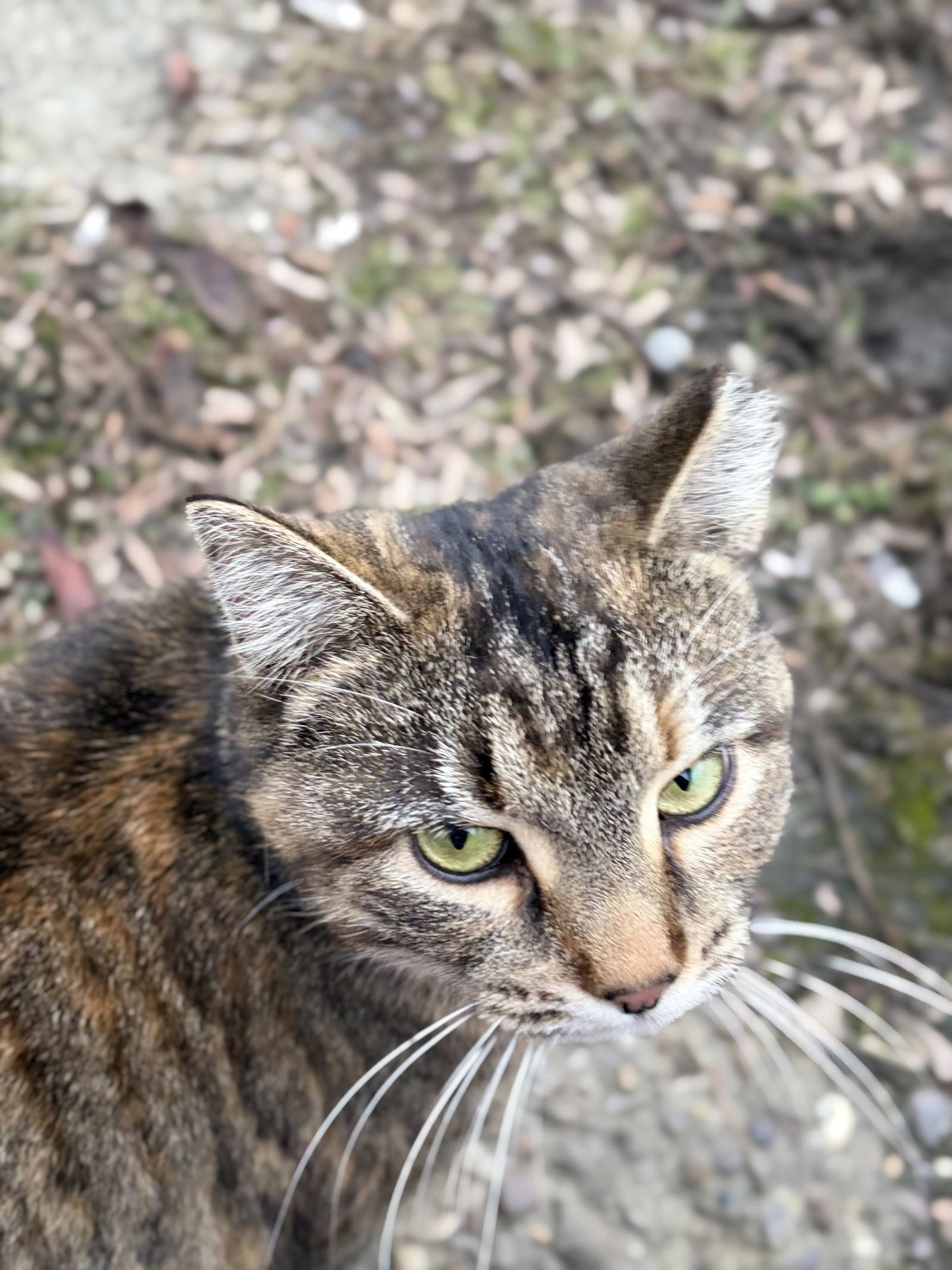 ZZ "TINY" COURTESY LISTING - Torbie available for adoption