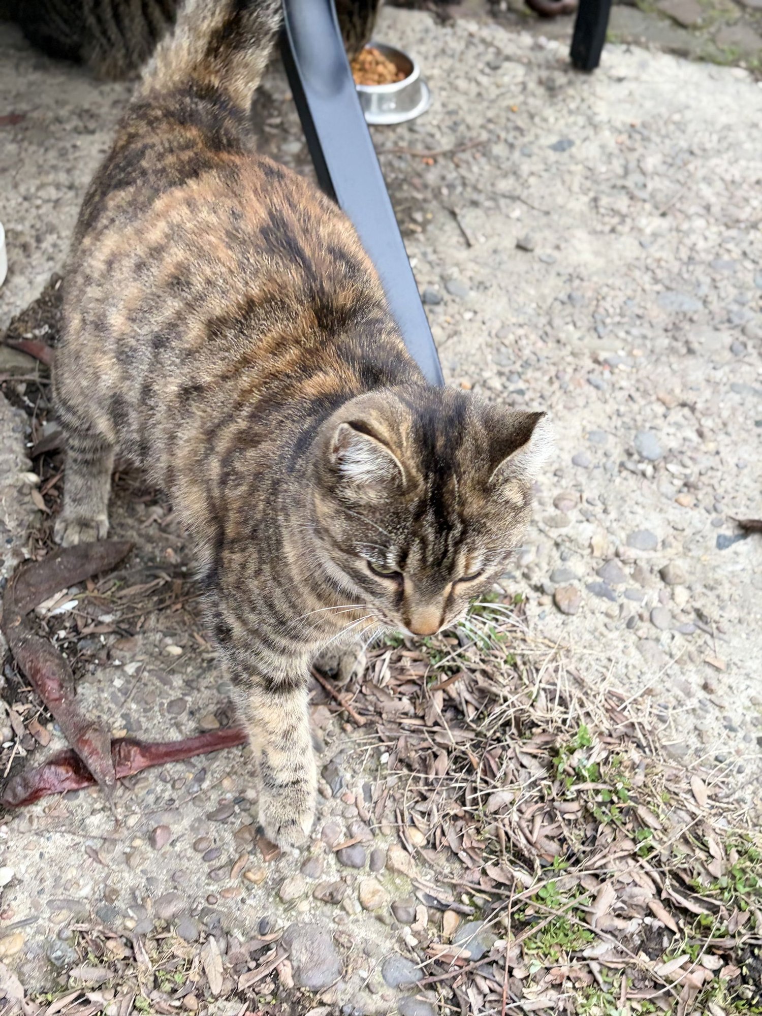 ZZ "TINY" COURTESY LISTING - Torbie available for adoption