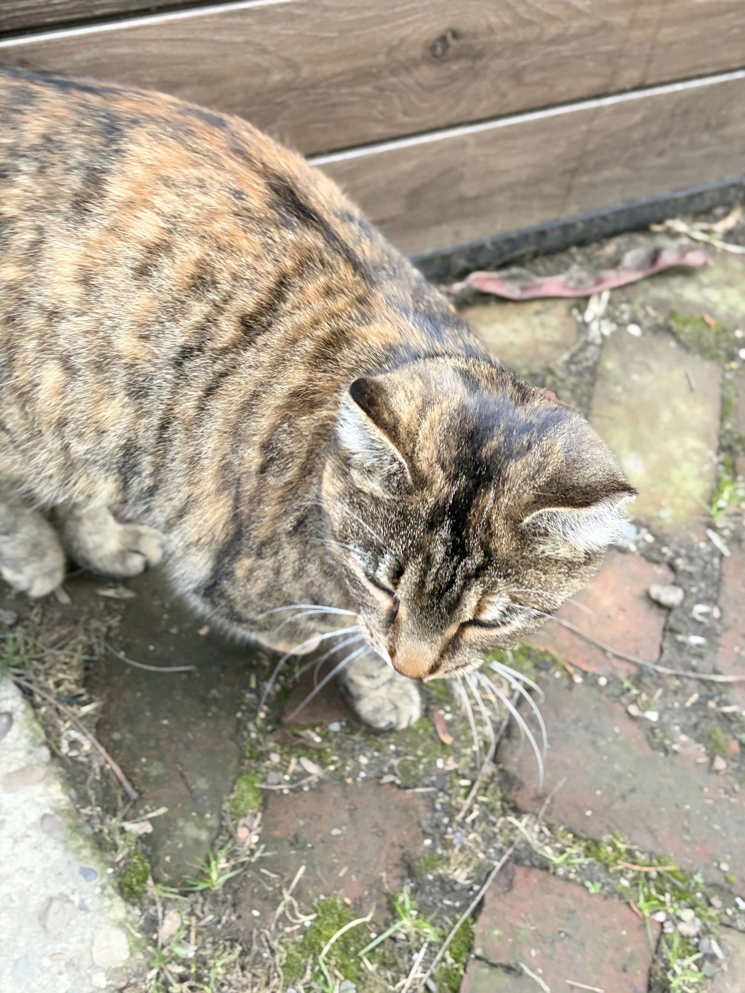 zz "Tiny" courtesy listing - Photo 3