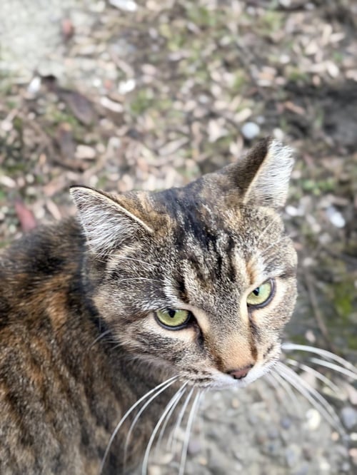 ZZ "TINY" COURTESY LISTING - Torbie available for adoption