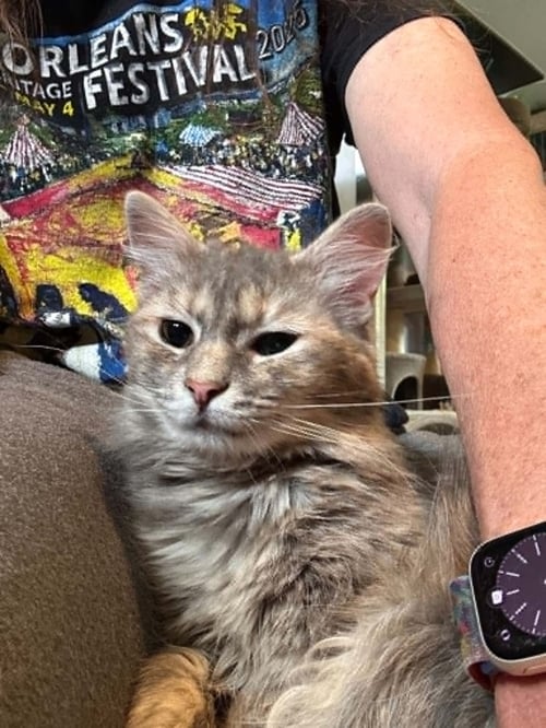 JOLENE - Domestic Medium Hair available for adoption