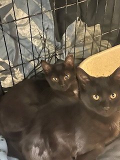 ZZ "BOO AND SPIDER" COURTESY LISTING - Domestic Short Hair available for adoption