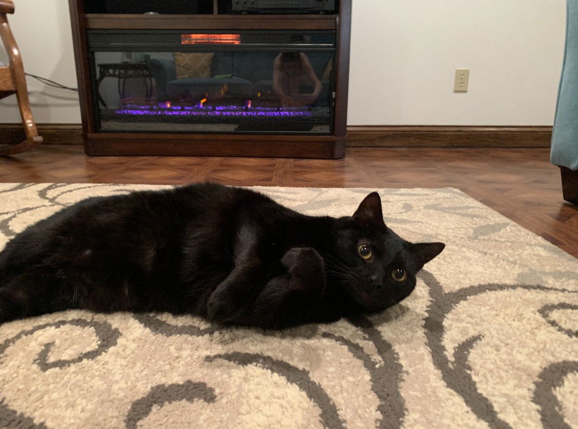 ZZ "BLAKE & PENNY" COURTESY LISTING - Domestic Short Hair available for adoption