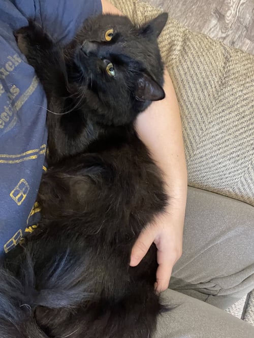 ZZ "NINA" COURTESY LISTING - Domestic Long Hair available for adoption