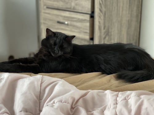 ZZ "NINA" COURTESY LISTING - Domestic Long Hair available for adoption