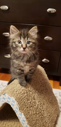 Tinkerbell - Photo 1