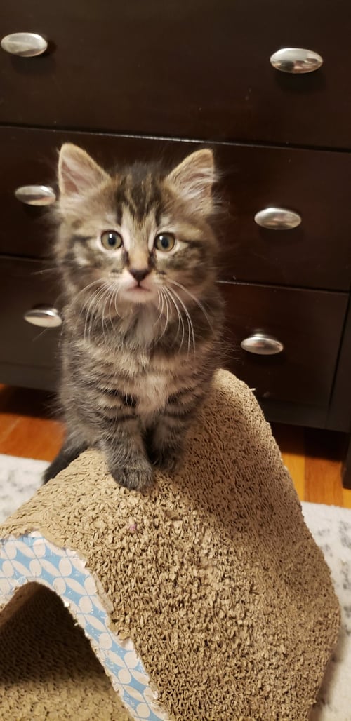 TINKERBELL - Domestic Long Hair / Tabby available for adoption