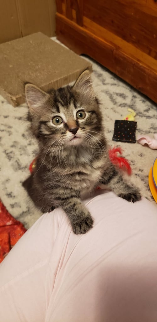 TINKERBELL - Domestic Long Hair / Tabby available for adoption