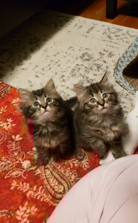 Tinkerbell - Photo 3