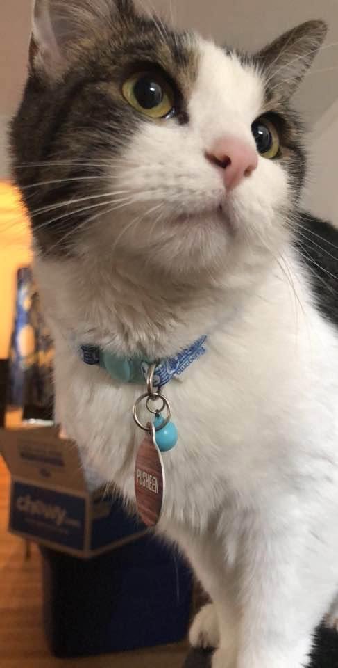 ZZ "PUSHEEN" COURTESY LISTING - Tabby available for adoption