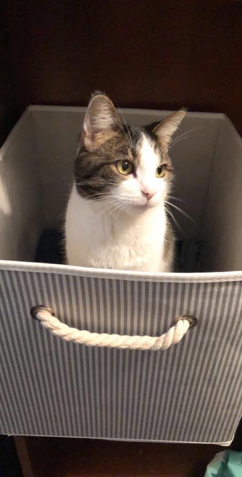 ZZ "PUSHEEN" COURTESY LISTING - Tabby available for adoption