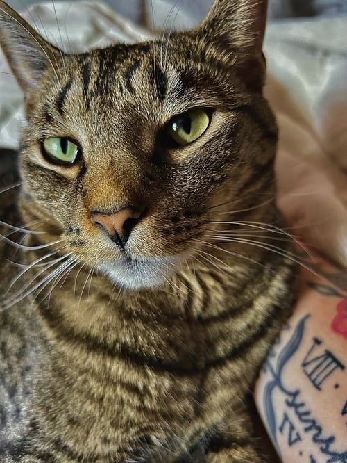 ZZ "PRINCE" COURTESY LISTING - Tabby available for adoption