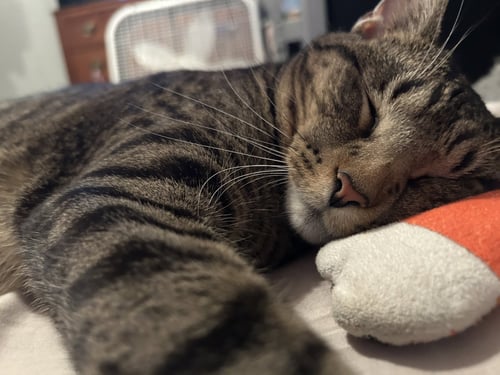 ZZ "PRINCE" COURTESY LISTING - Tabby available for adoption
