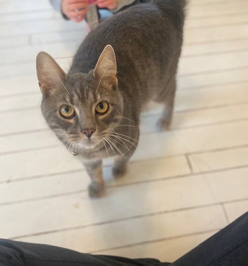 ZZ "TWO-BY" COURTESY LISTING - Tabby available for adoption