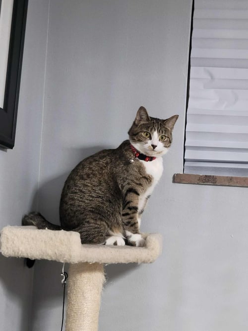 ZZ "BELLA" COURTESY LISTING - Tabby / Domestic Short Hair available for adoption