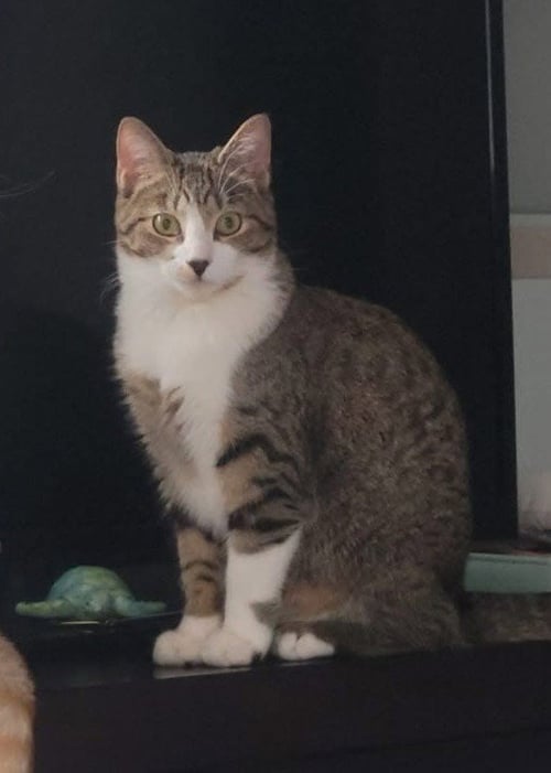 ZZ "BELLA" COURTESY LISTING - Tabby / Domestic Short Hair available for adoption