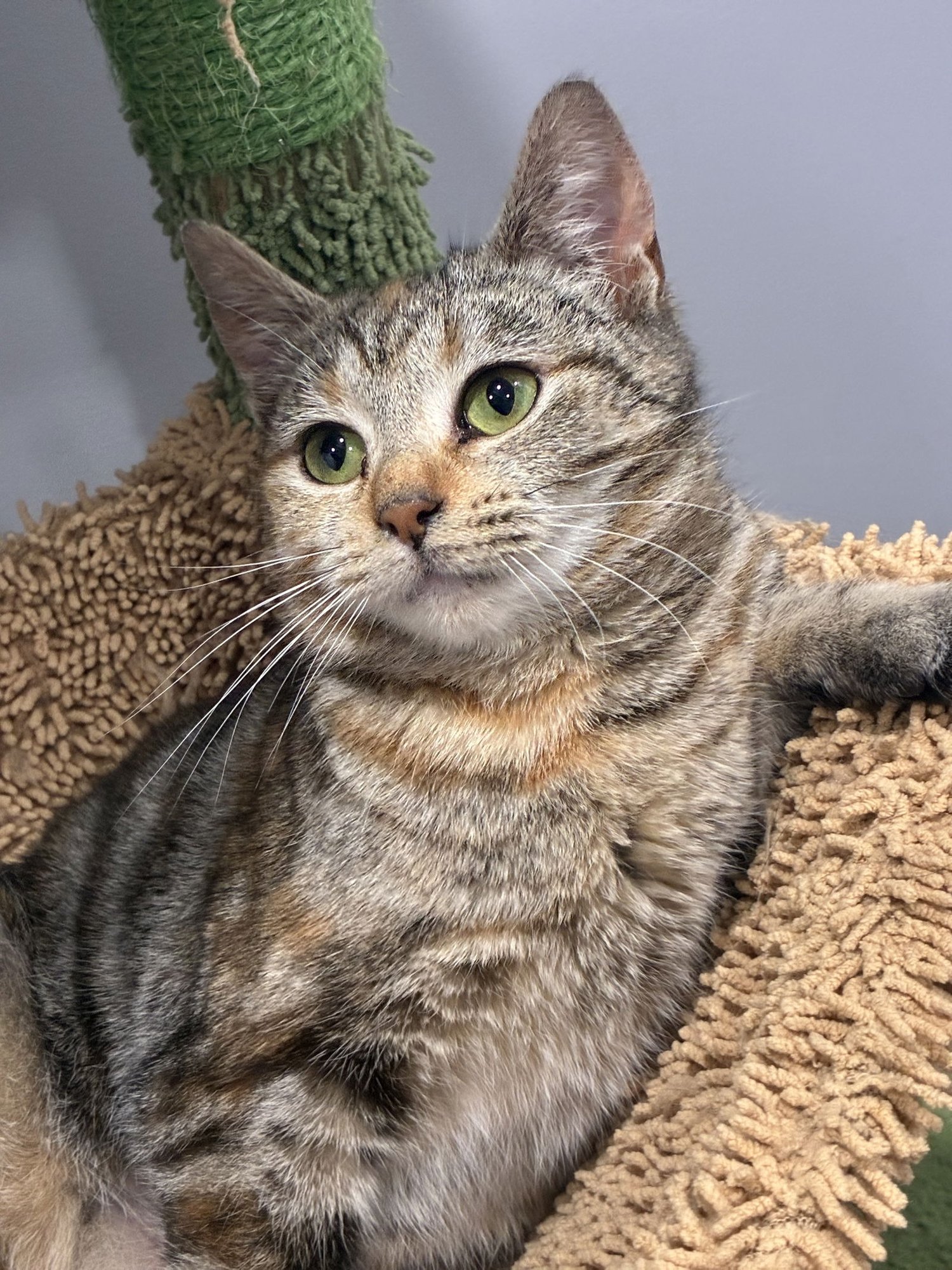 BELA - Domestic Short Hair / Torbie available for adoption