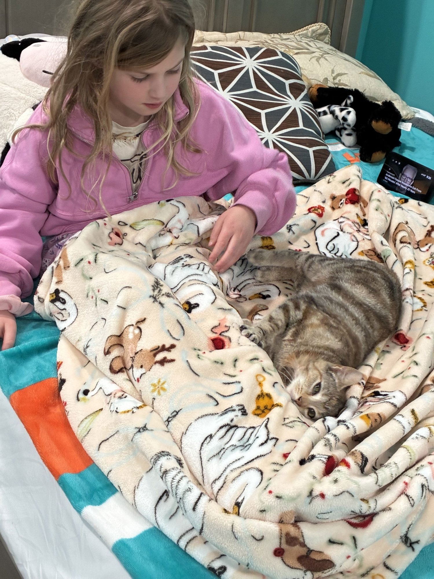 BELA - Domestic Short Hair / Torbie available for adoption