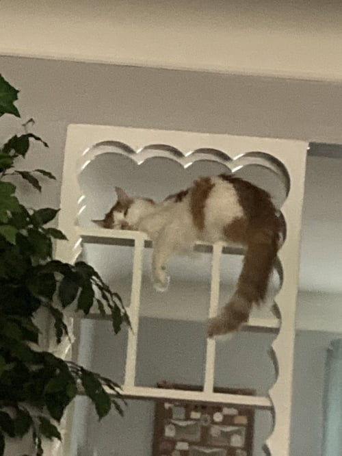 ZZ "CHARLIE" COURTESY LISTING - Domestic Medium Hair available for adoption