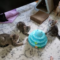 Cas - Photo 13