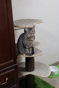 Cas - Photo 14
