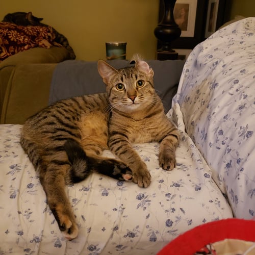 CAS - Domestic Short Hair available for adoption