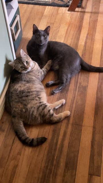 ZZ "SANDY" COURTESY LISTING - Tabby available for adoption