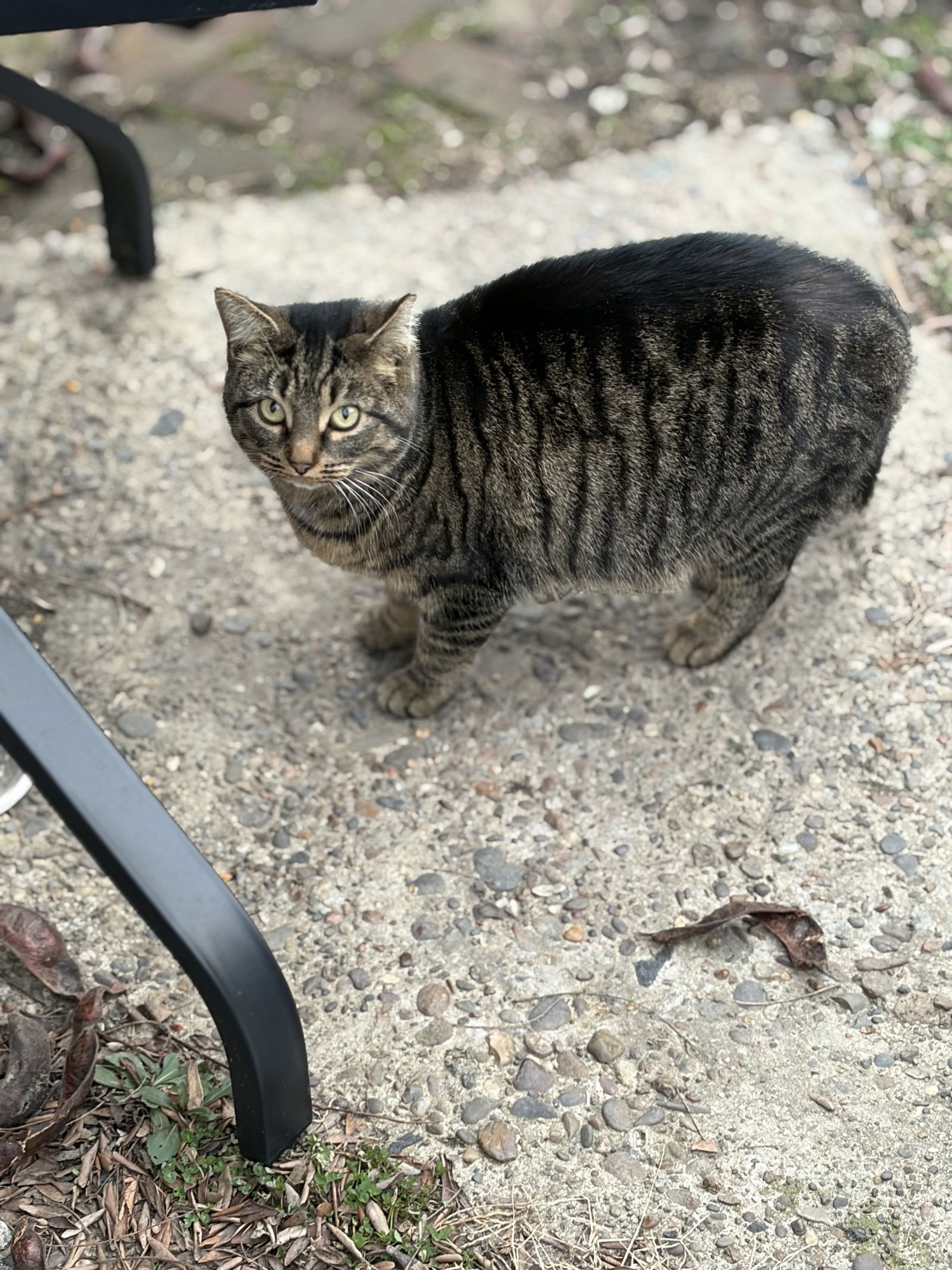 ZZ "PEEKERS" COURTESY LISTING - Tabby available for adoption