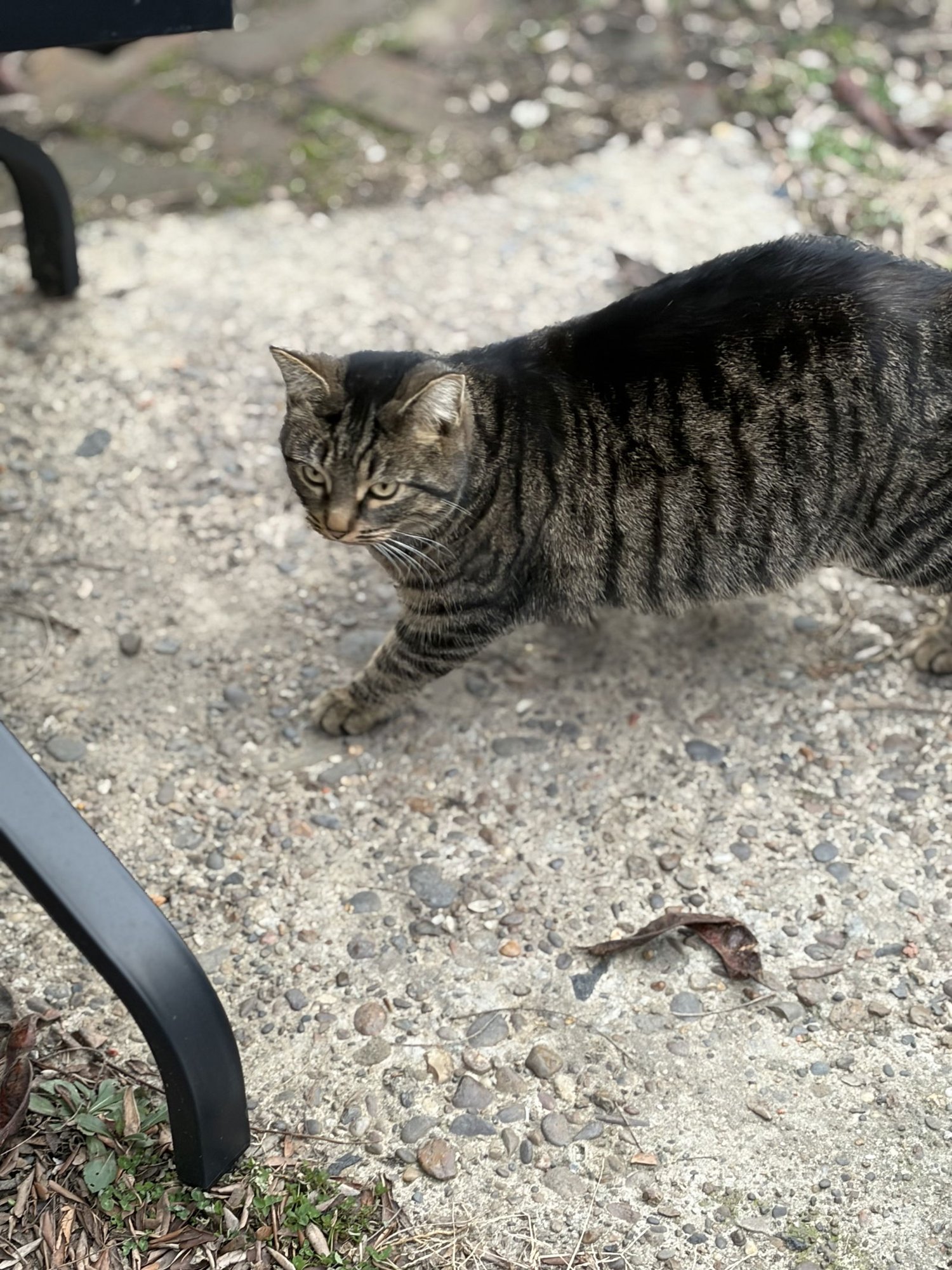 ZZ "PEEKERS" COURTESY LISTING - Tabby available for adoption