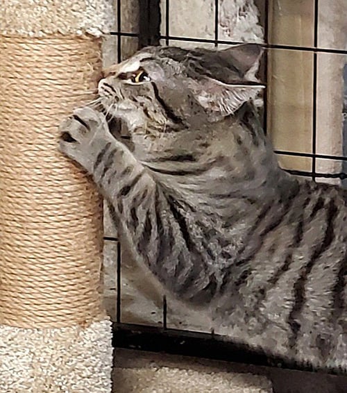 TEDDY - Domestic Short Hair / Tabby available for adoption