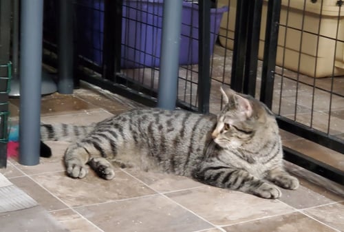 TEDDY - Domestic Short Hair / Tabby available for adoption