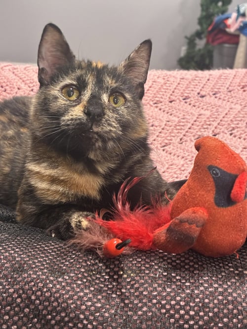CLOVA - Domestic Short Hair for adoption in Cincinnati