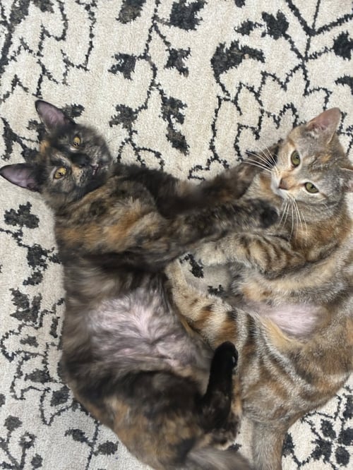 CLOVA - Domestic Short Hair available for adoption
