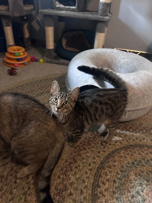 SKINNER - Tabby / Domestic Short Hair available for adoption
