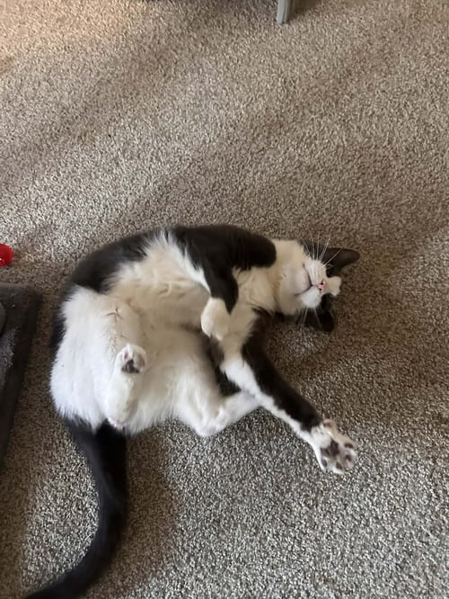 AIDEN - Domestic Short Hair available for adoption